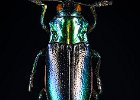 Terry Chambers_Iridescent Jewel  Beetle.jpg